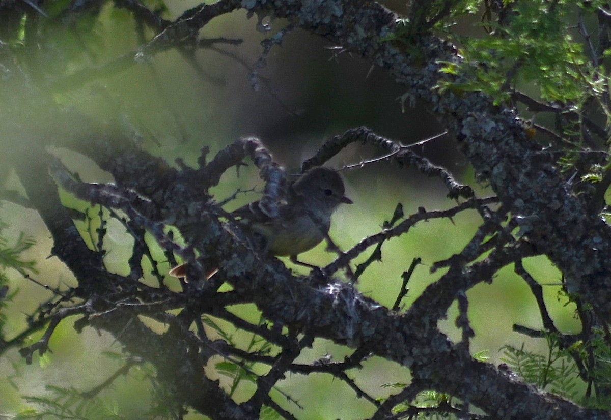 Southern Scrub-Flycatcher - ML643207390