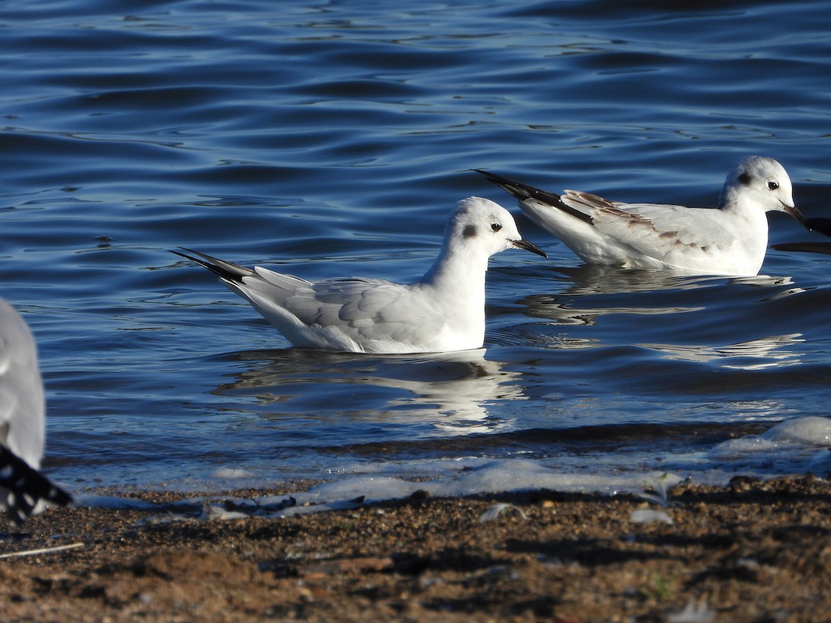 Mouette de Bonaparte - ML643207391