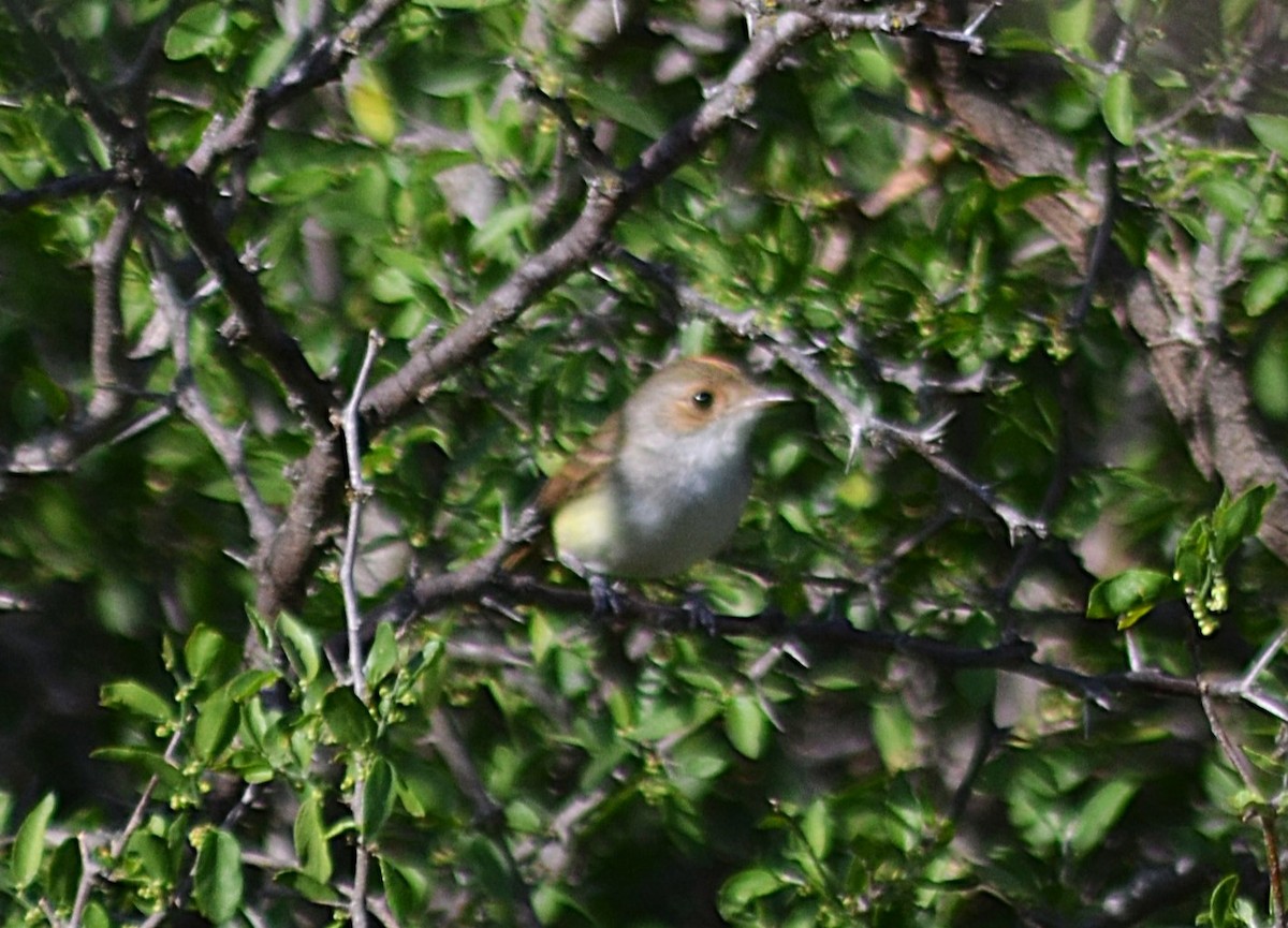 Fulvous-crowned Scrub-Tyrant - ML643207401