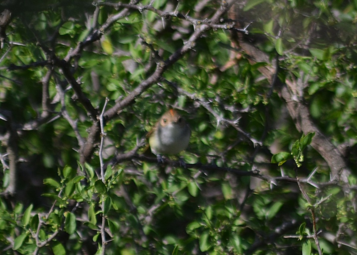 Fulvous-crowned Scrub-Tyrant - ML643207402
