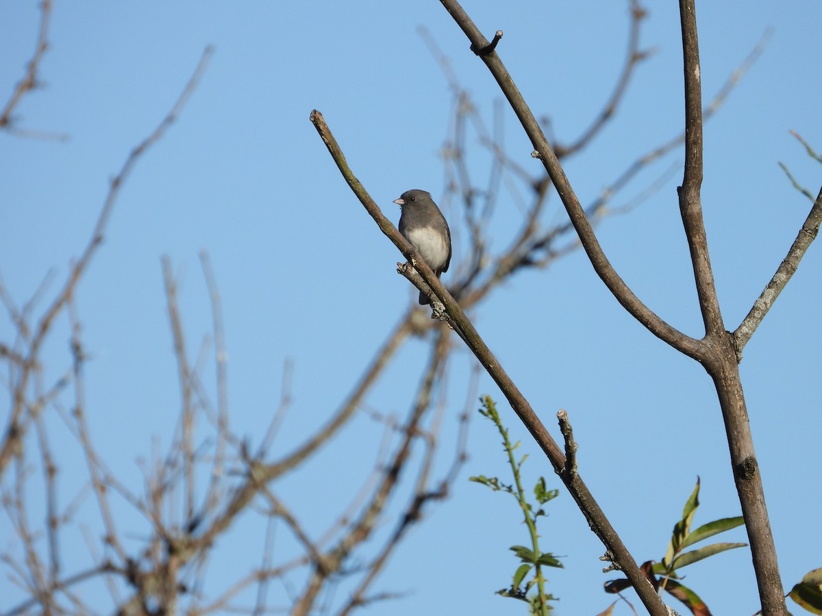 Junco ardoisé - ML643207423