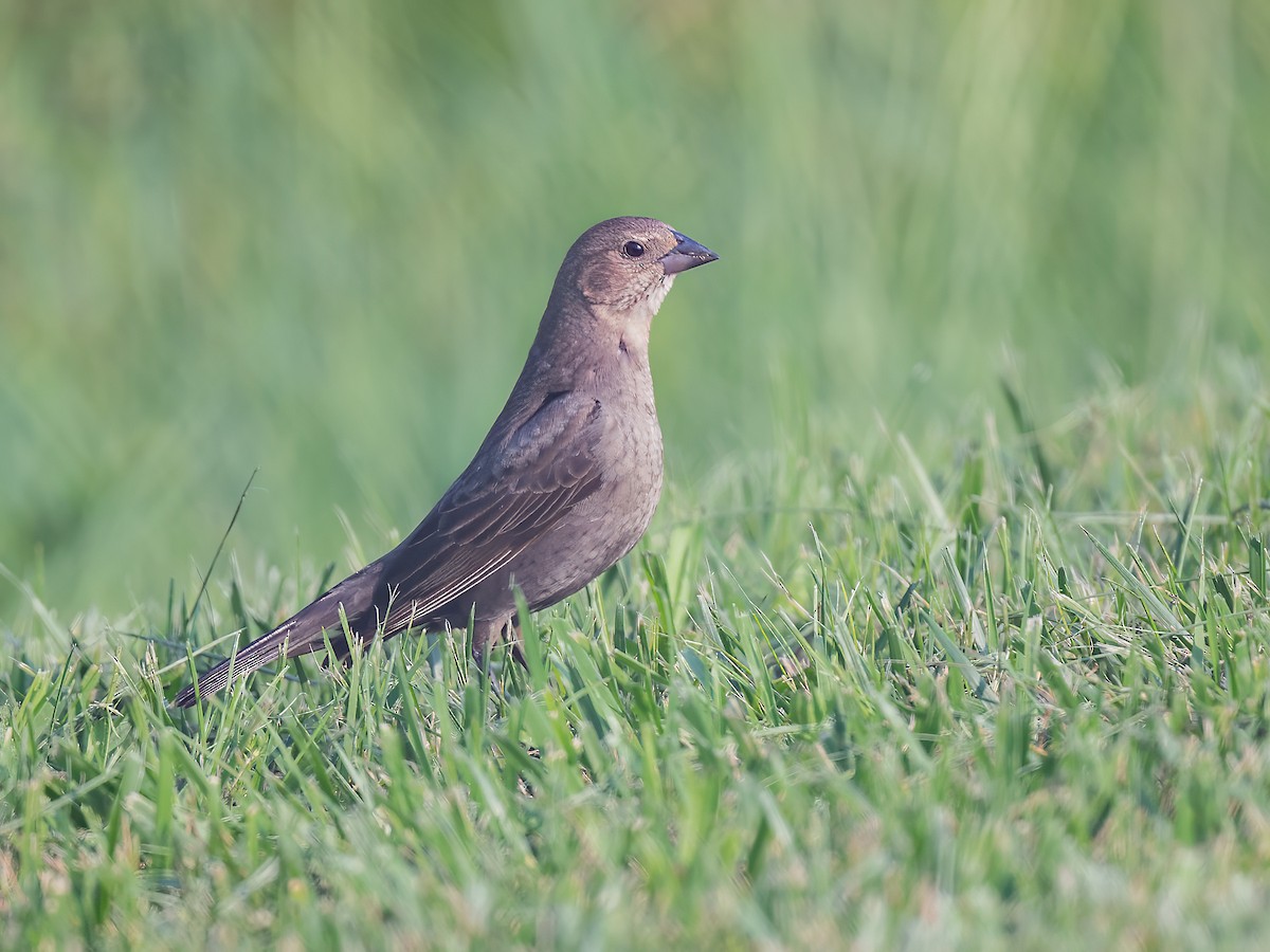 Brown-headed Cowbird - ML643207425