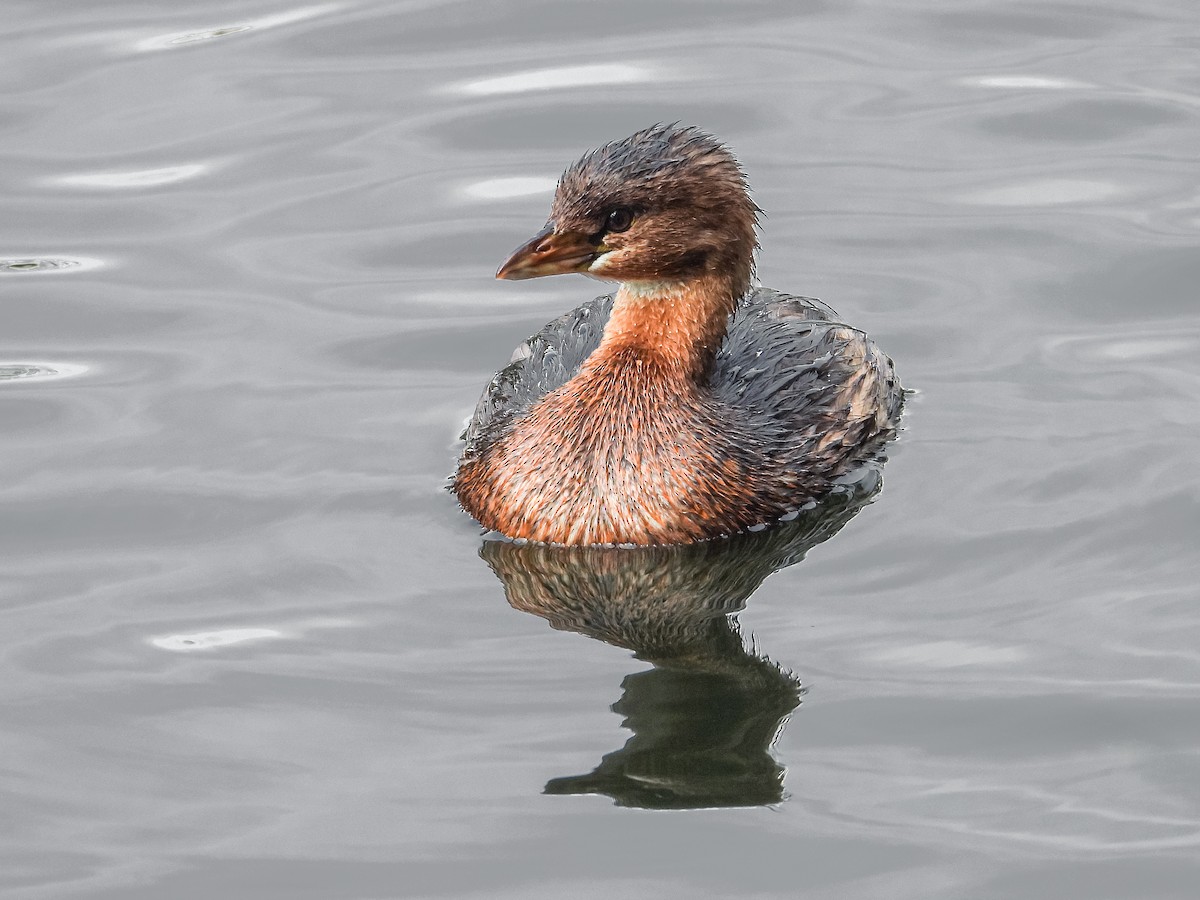 Pied-billed Grebe - ML643207437