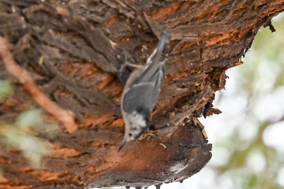 White-breasted Nuthatch - ML643207439