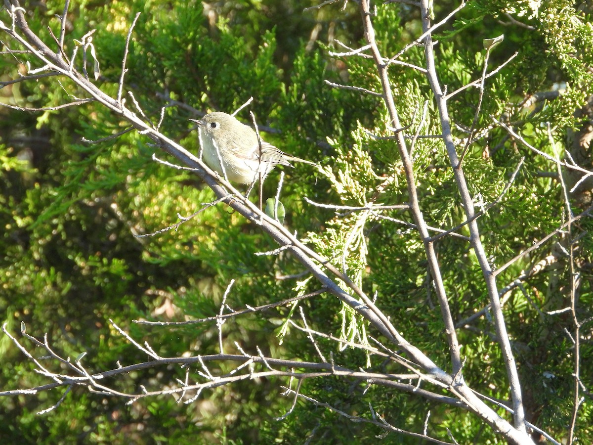 Roitelet à couronne rubis - ML643207441