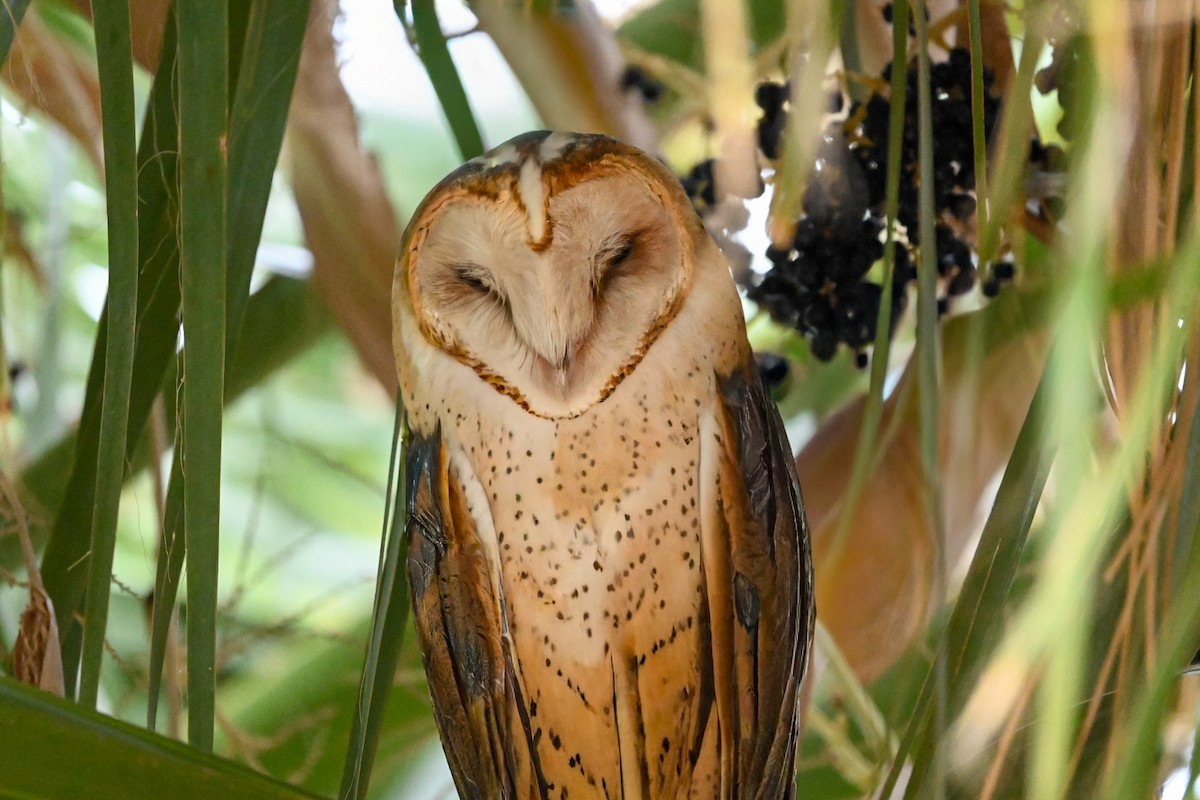American Barn Owl - ML643207444