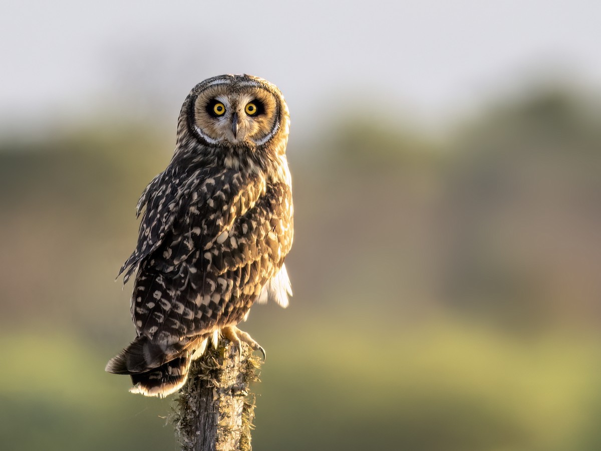Short-eared Owl - ML643207449