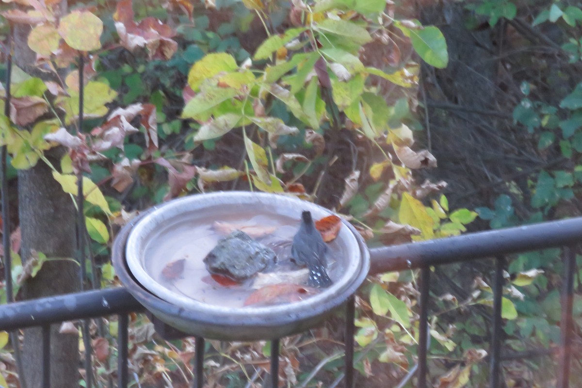 Gray Catbird - ML643207450