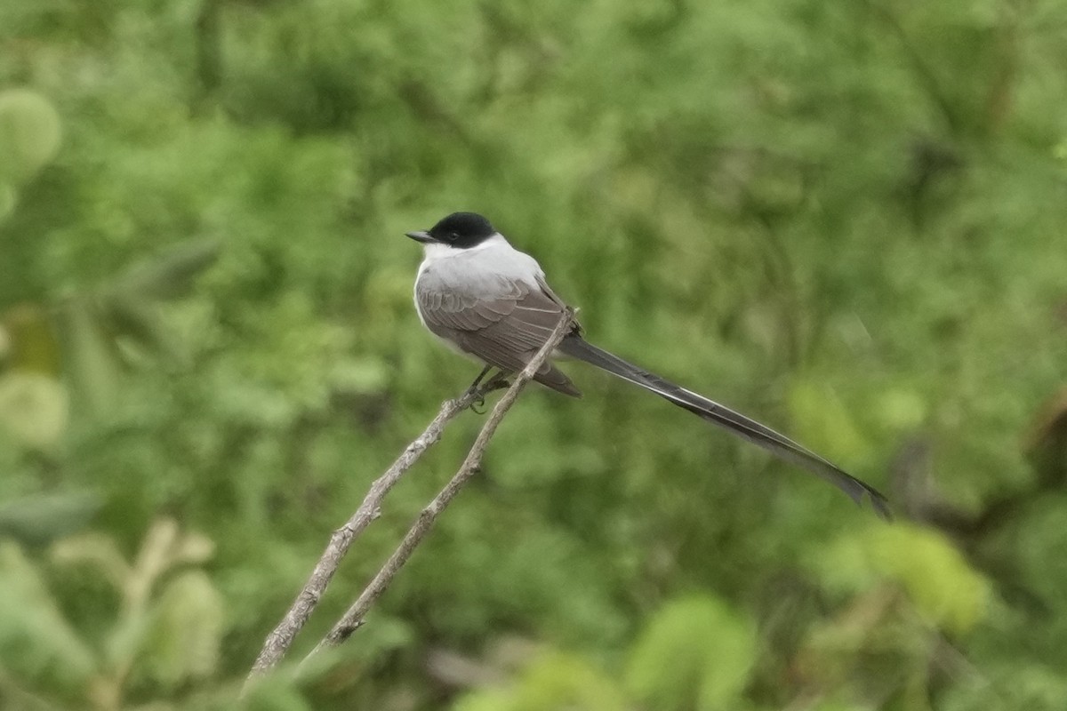Fork-tailed Flycatcher - ML643207451