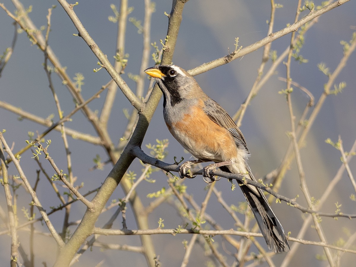 Saltator du Chaco - ML643207460