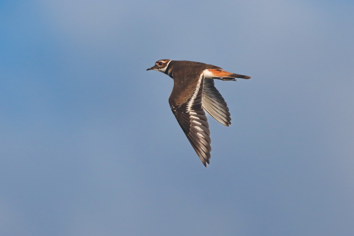 Killdeer - ML643207467