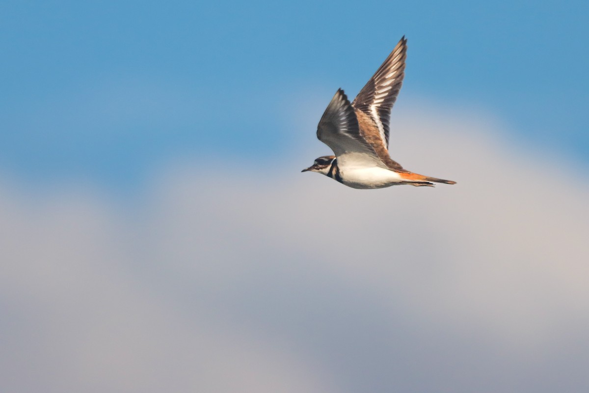 Killdeer - ML643207468