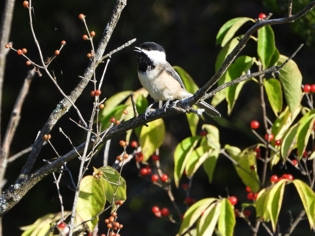 Mésange de Caroline - ML643207469