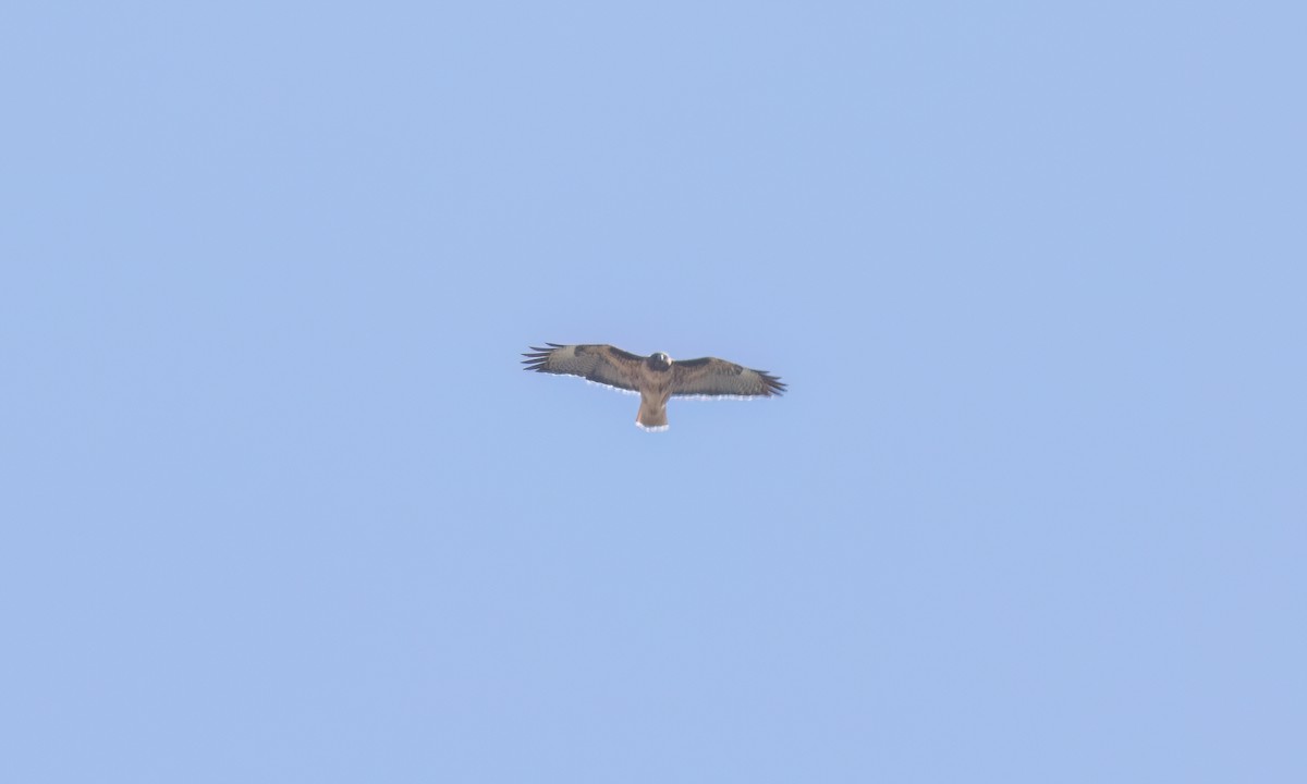 Red-tailed Hawk (calurus/alascensis) - ML643207472