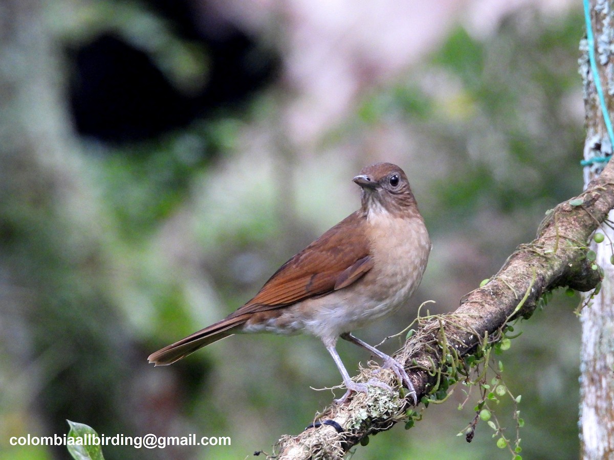 røyktrost - ML643207478