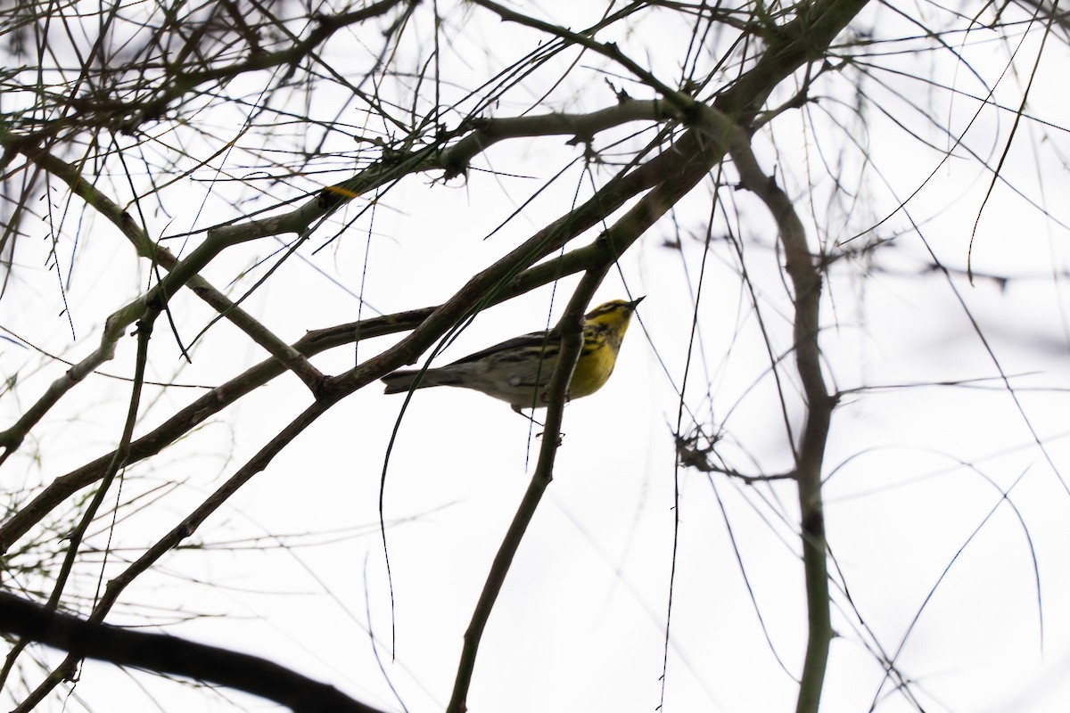 Townsend's Warbler - ML643207534