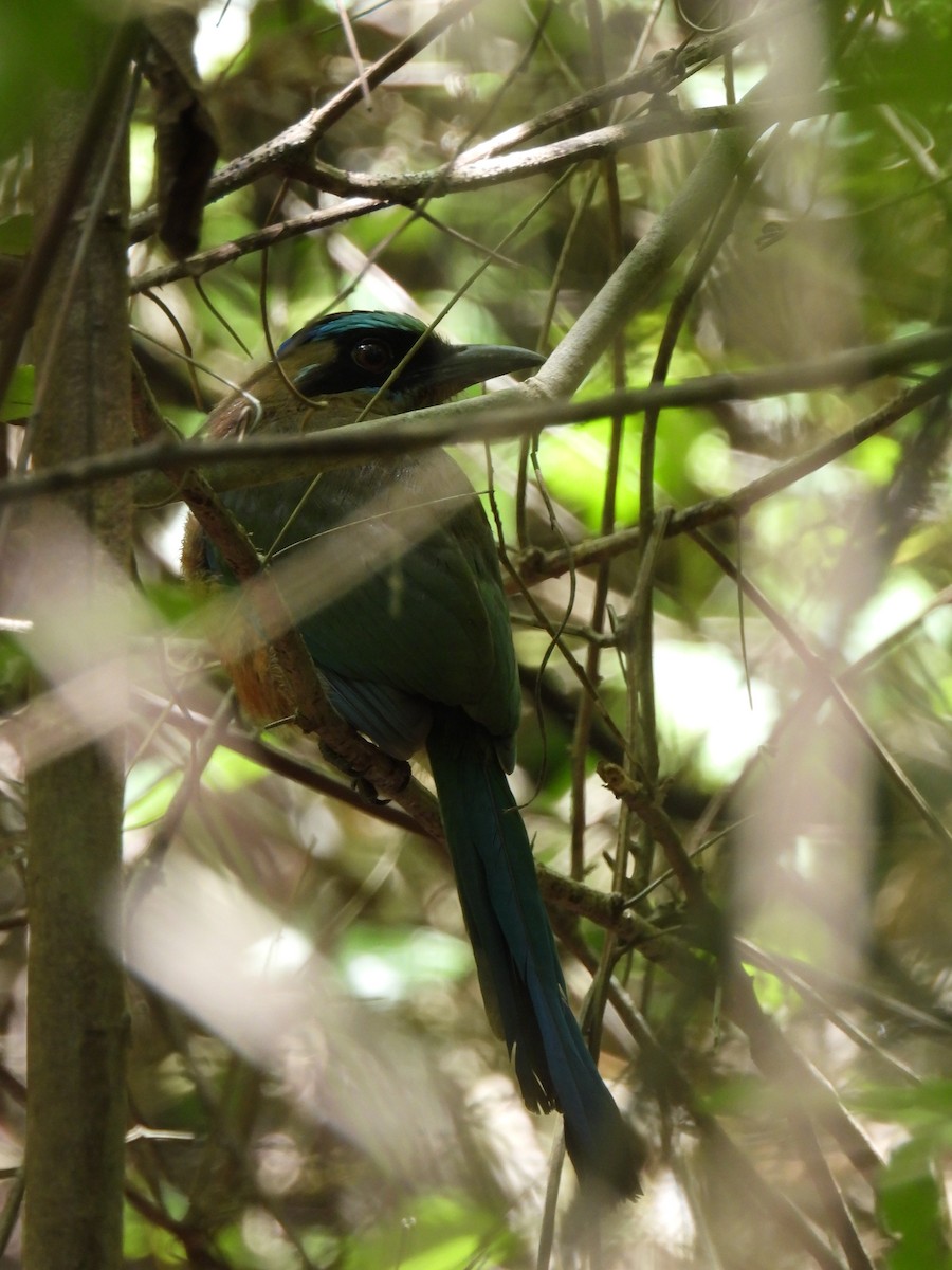 Motmot caraïbe - ML643207555