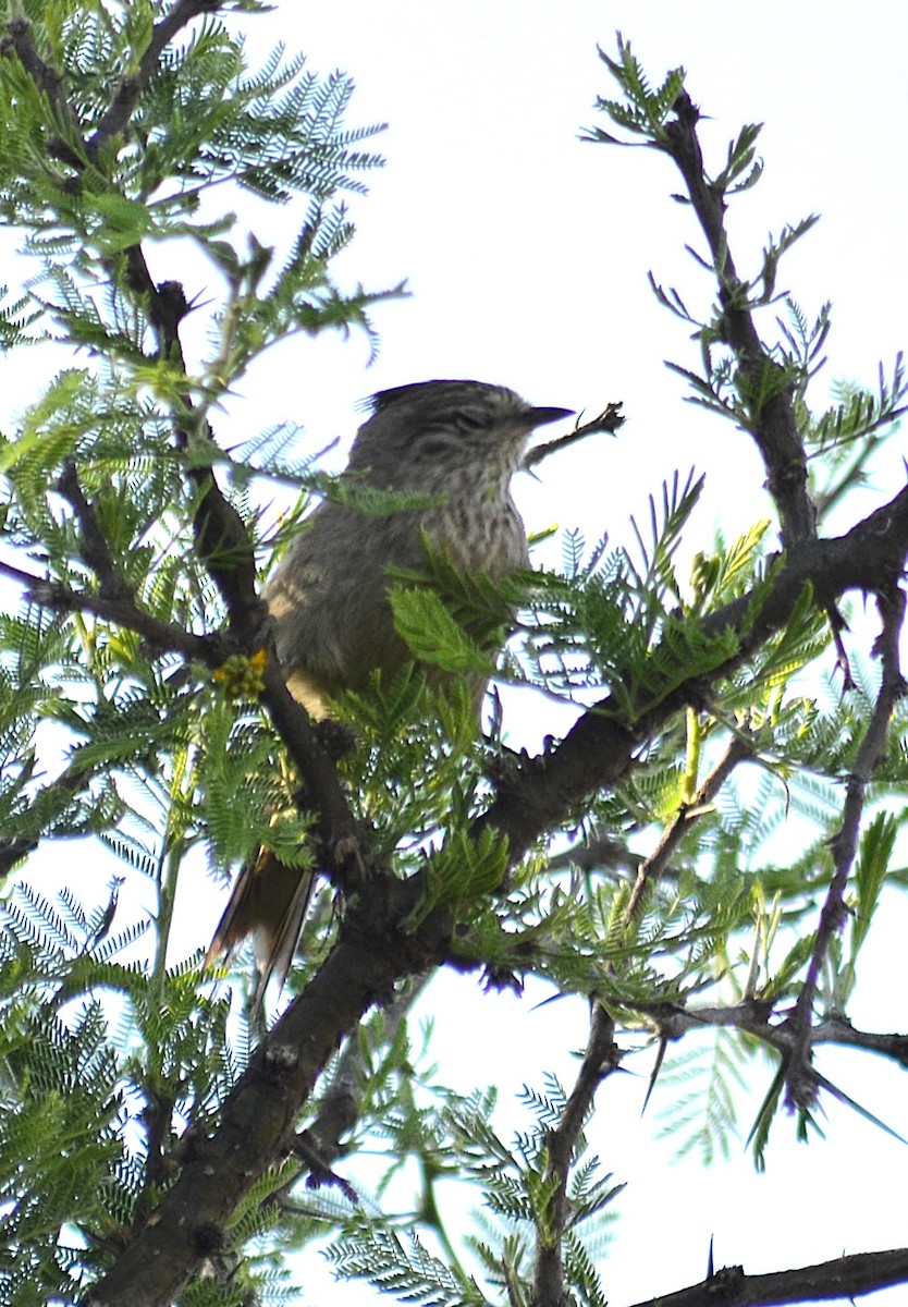 Tufted Tit-Spinetail - ML643207563