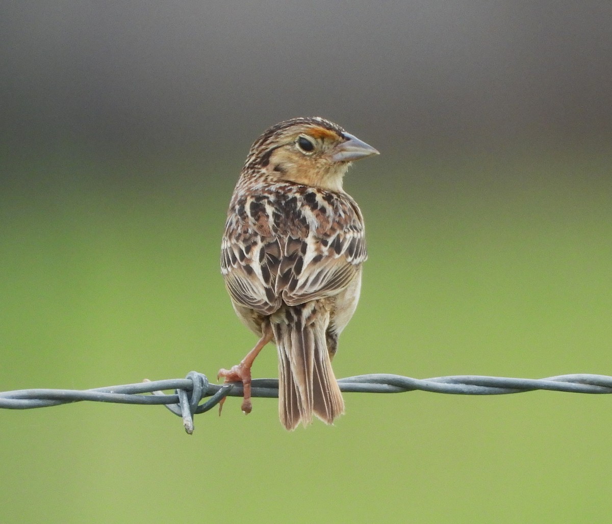 Grasshopper Sparrow - ML643207566