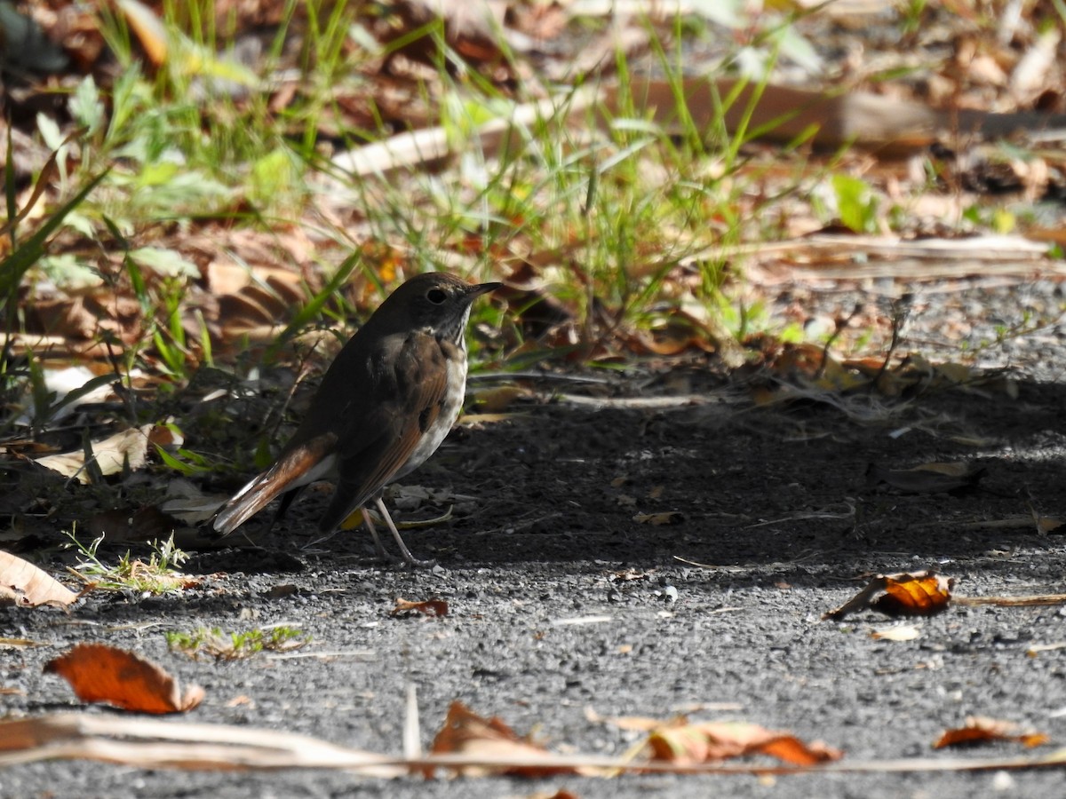 Hermit Thrush - ML643207579