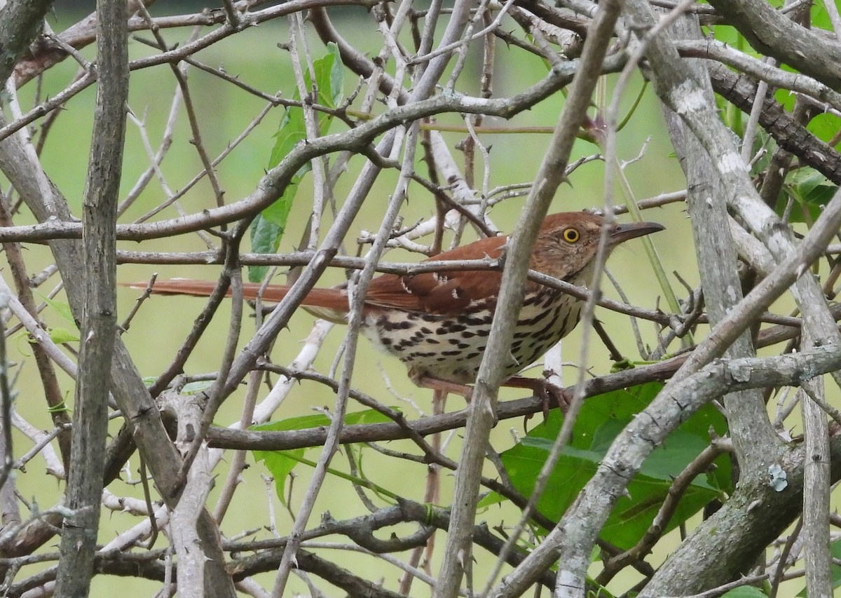 Brown Thrasher - ML643207582