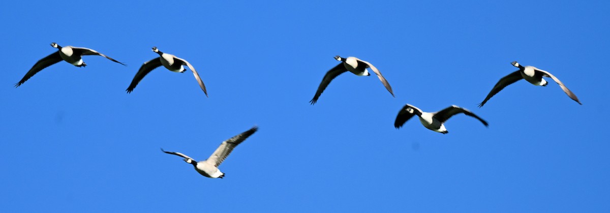 Canada Goose - ML643207591