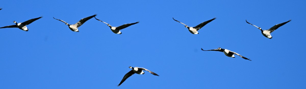 Canada Goose - ML643207592