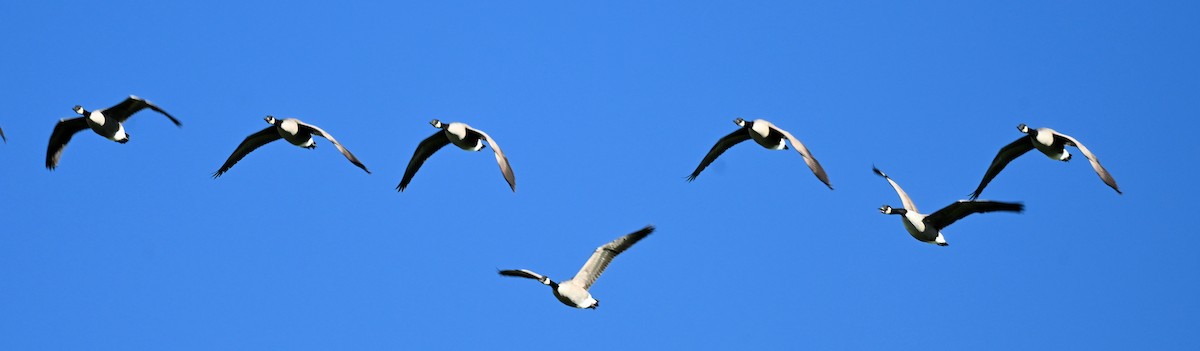 Canada Goose - ML643207593