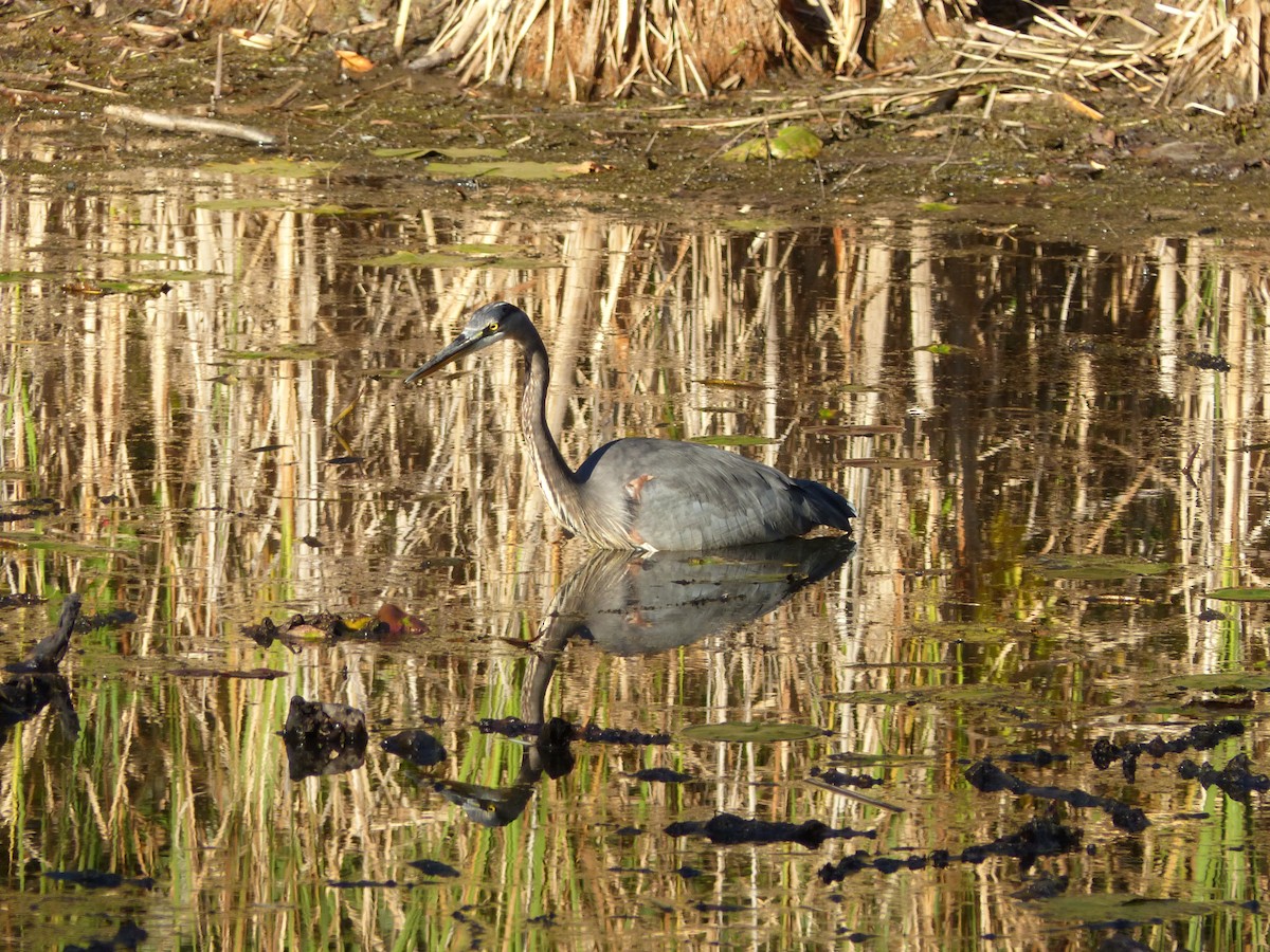 Great Blue Heron - ML643207594