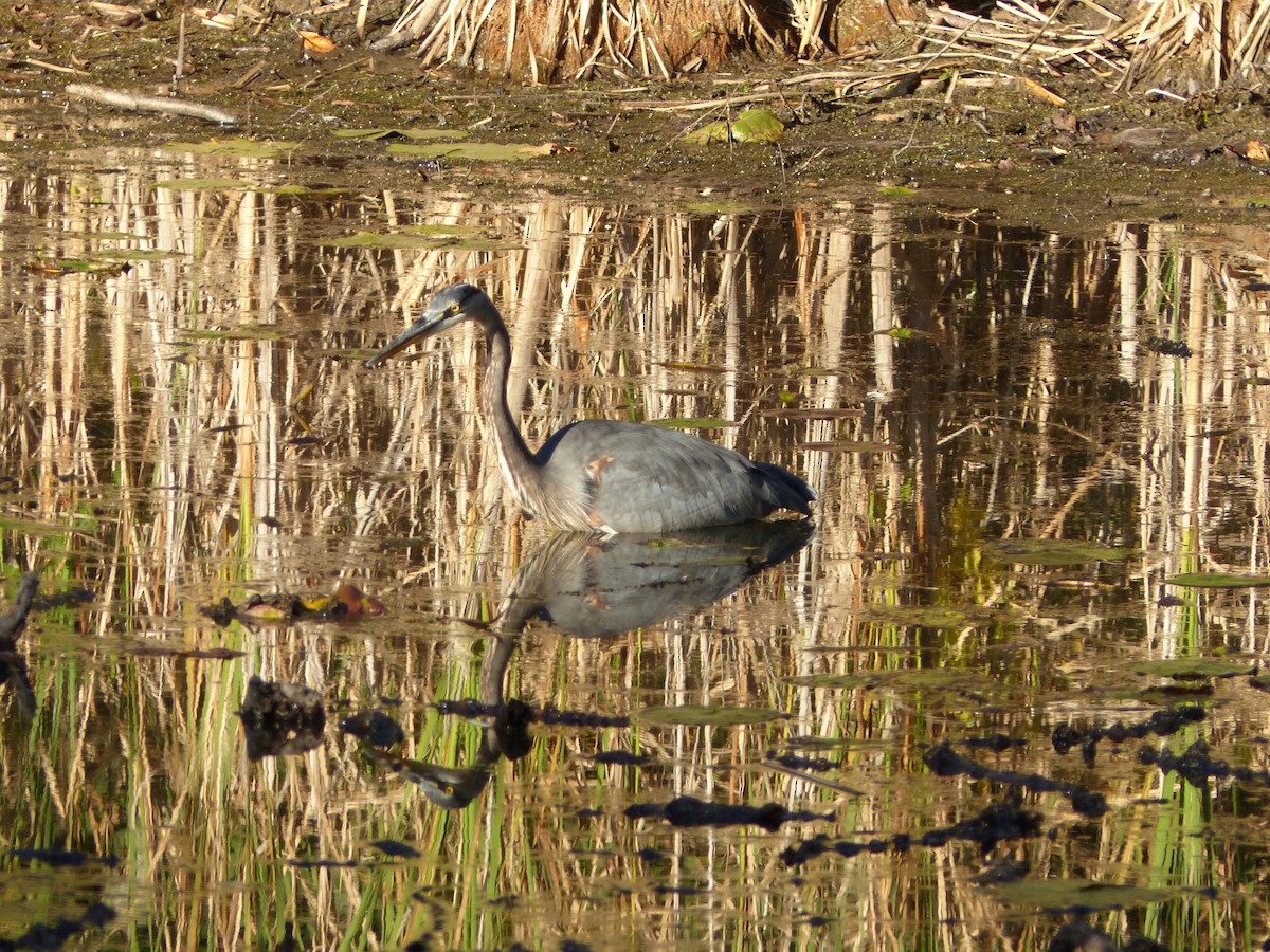 Great Blue Heron - ML643207595
