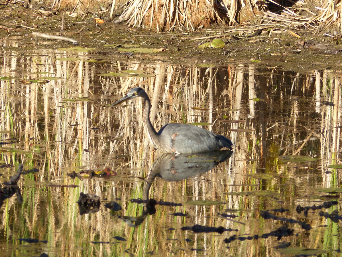 Great Blue Heron - ML643207596