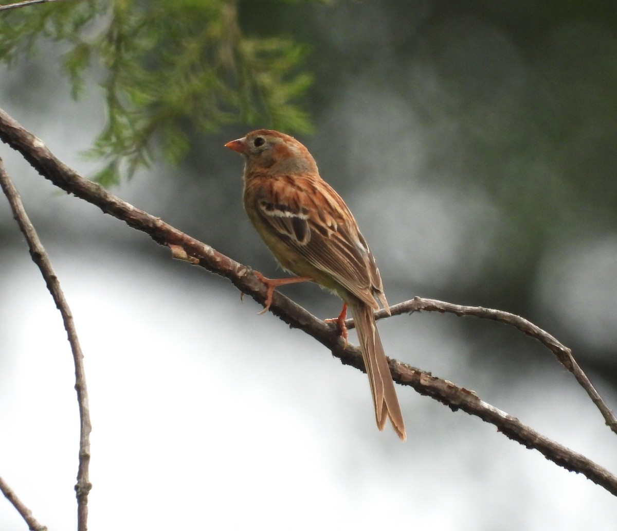 Field Sparrow - ML643207598