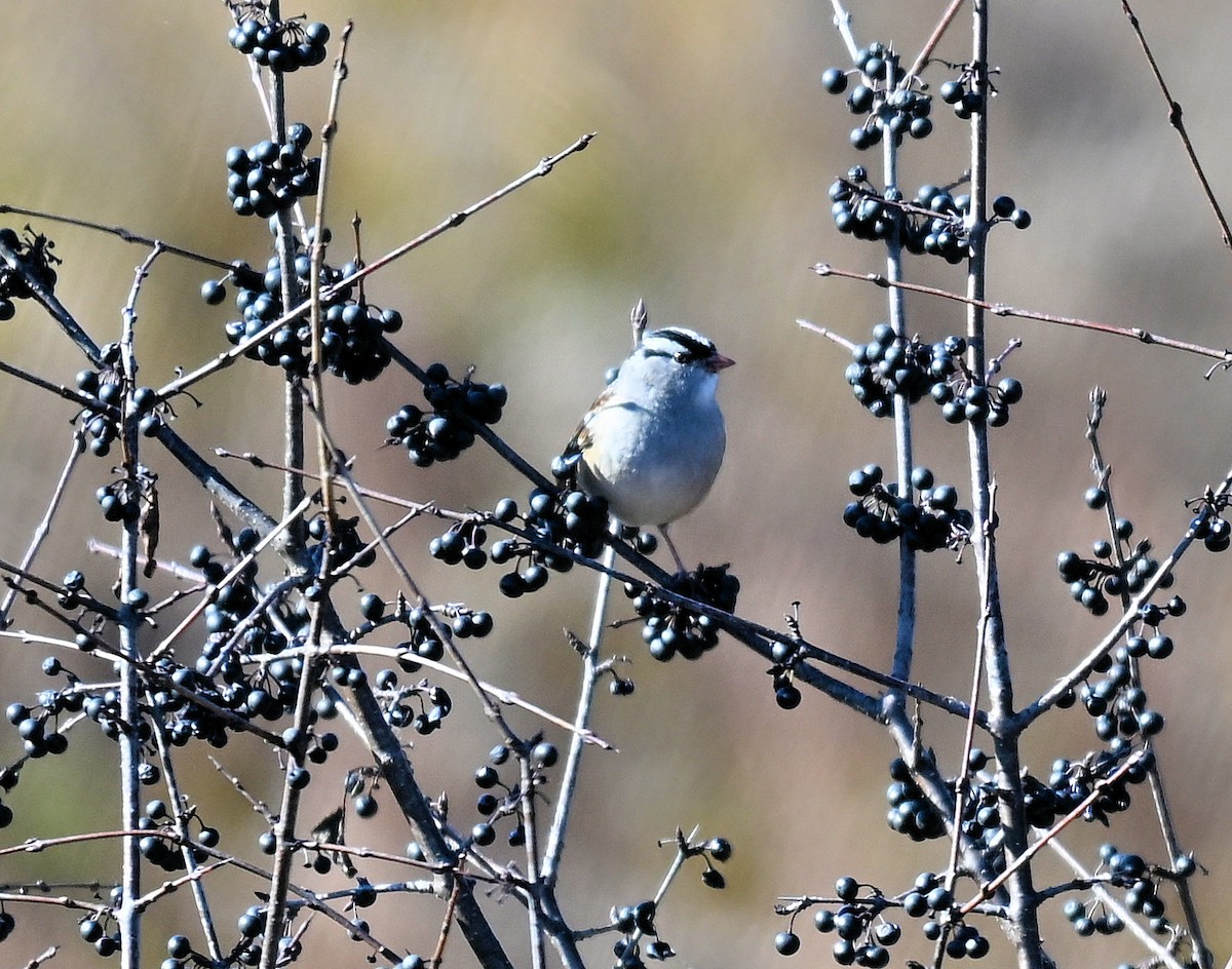 White-crowned Sparrow - ML643207605