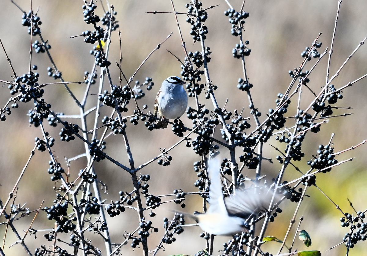 White-crowned Sparrow - ML643207606