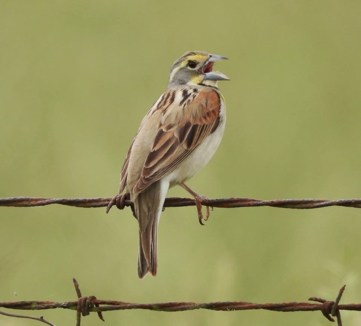 Dickcissel - ML643207607