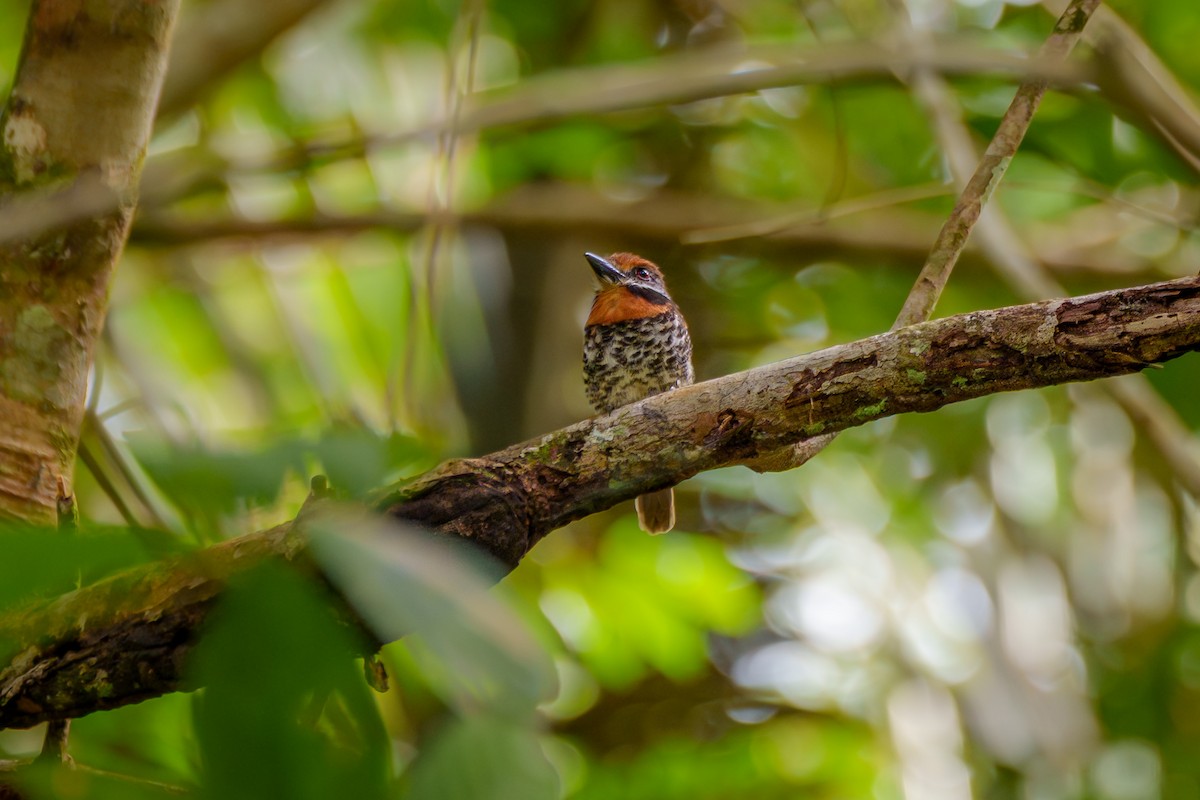 Spotted Puffbird - ML643207609