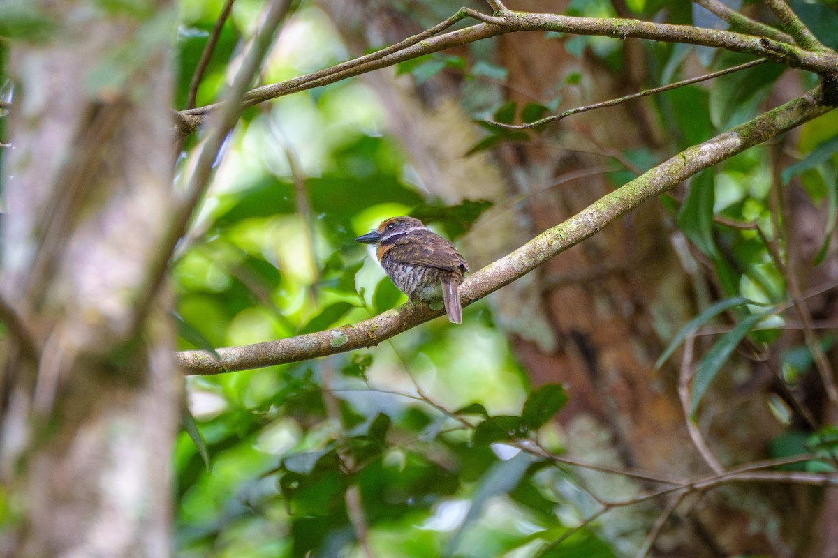 Spotted Puffbird - ML643207610