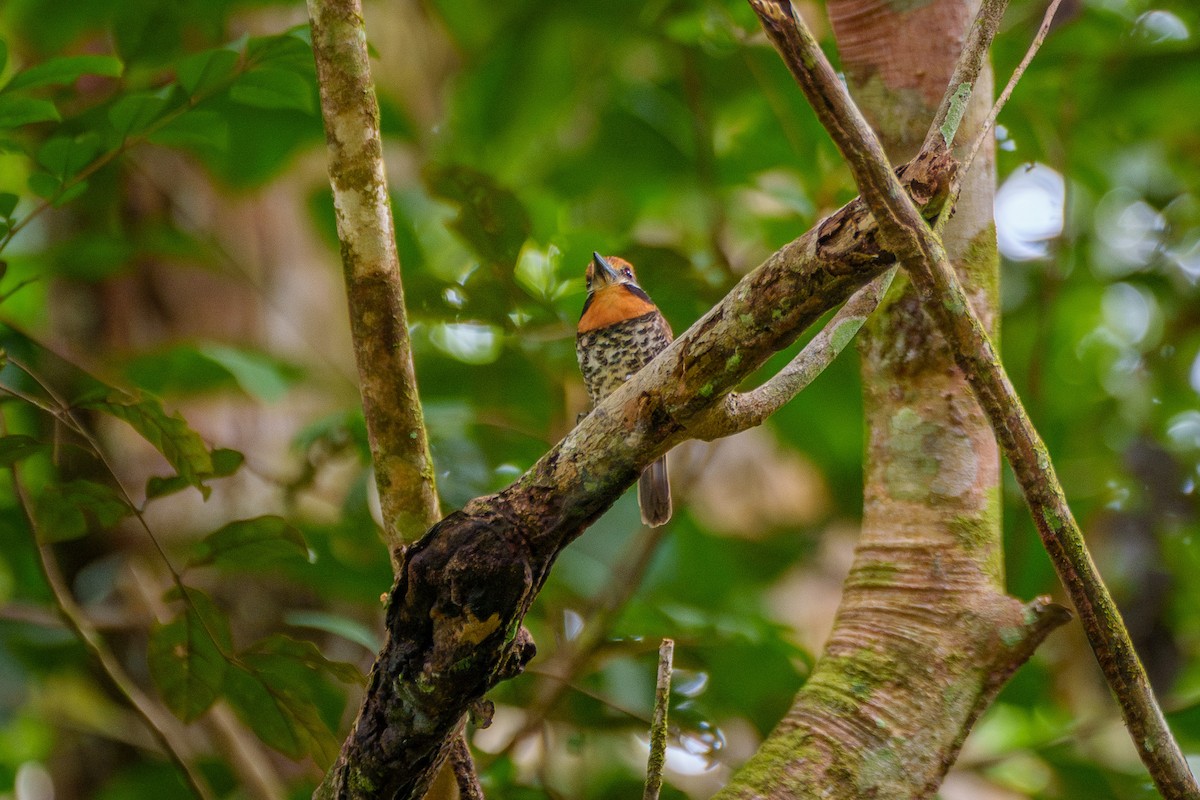 Spotted Puffbird - ML643207611