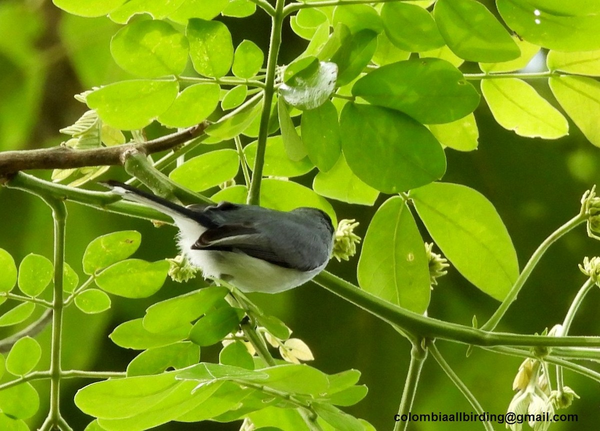Tropical Gnatcatcher - ML643207617