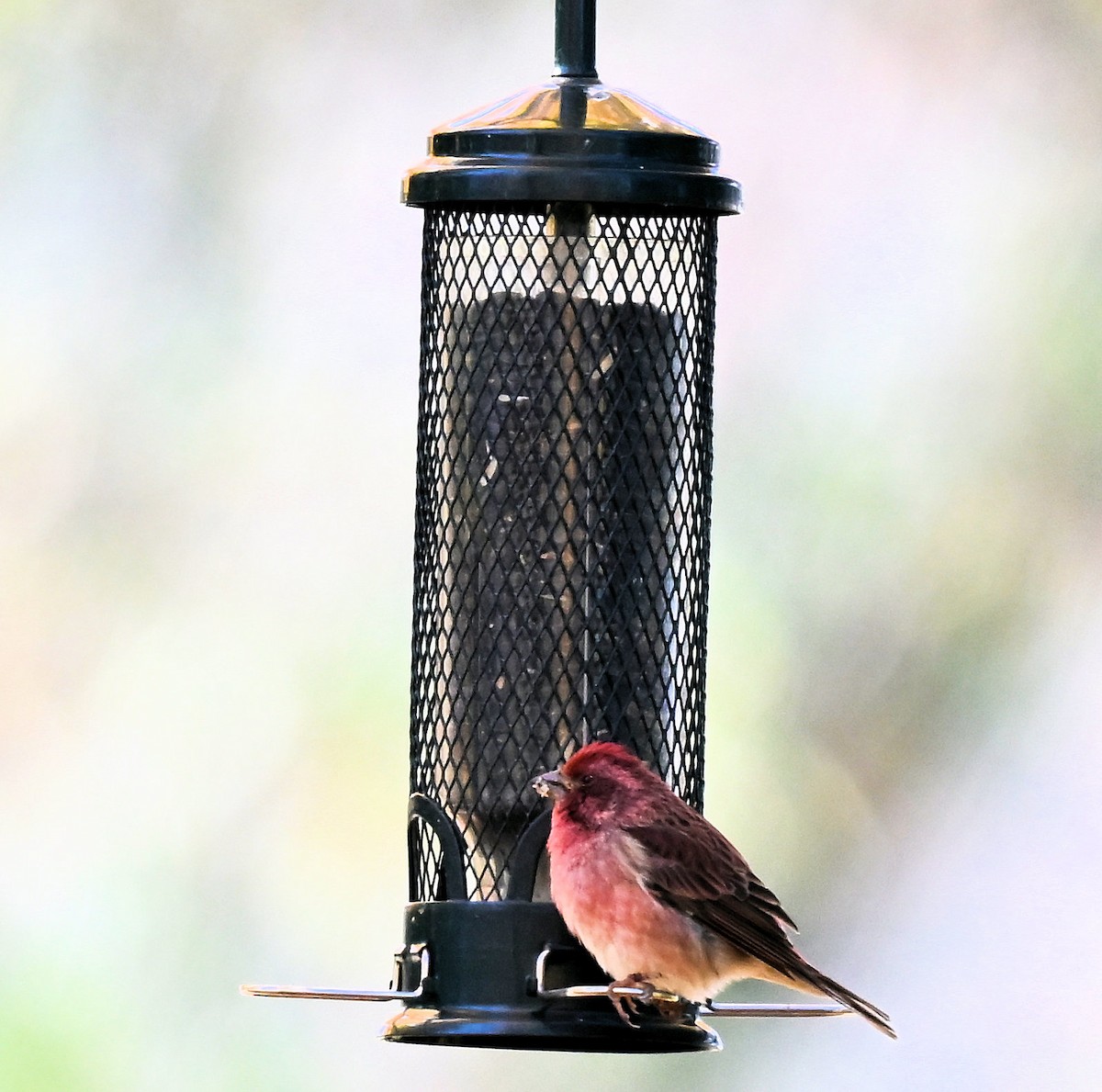 Purple Finch - ML643207620