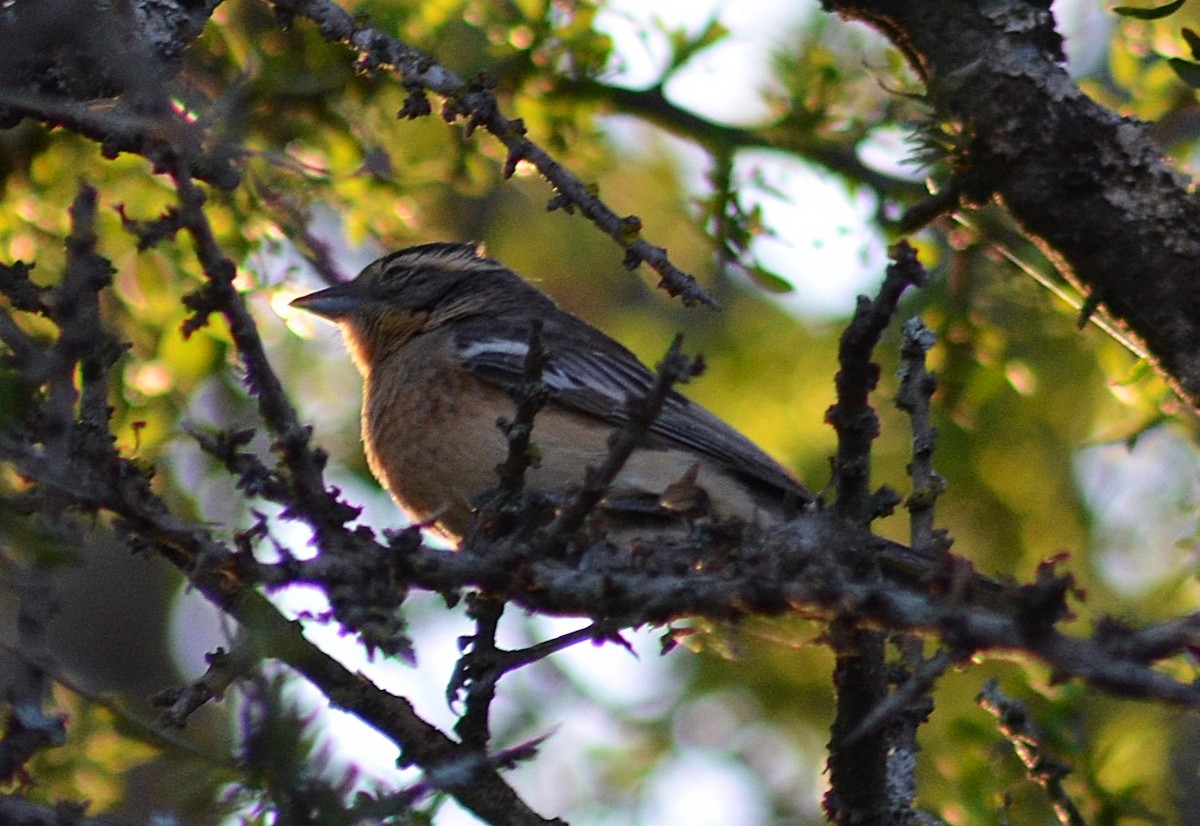 Cinnamon Warbling Finch - ML643207629