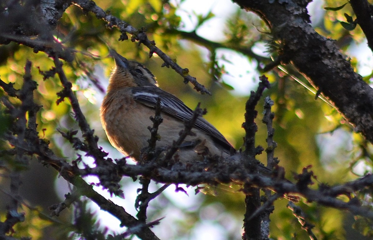 Cinnamon Warbling Finch - ML643207630