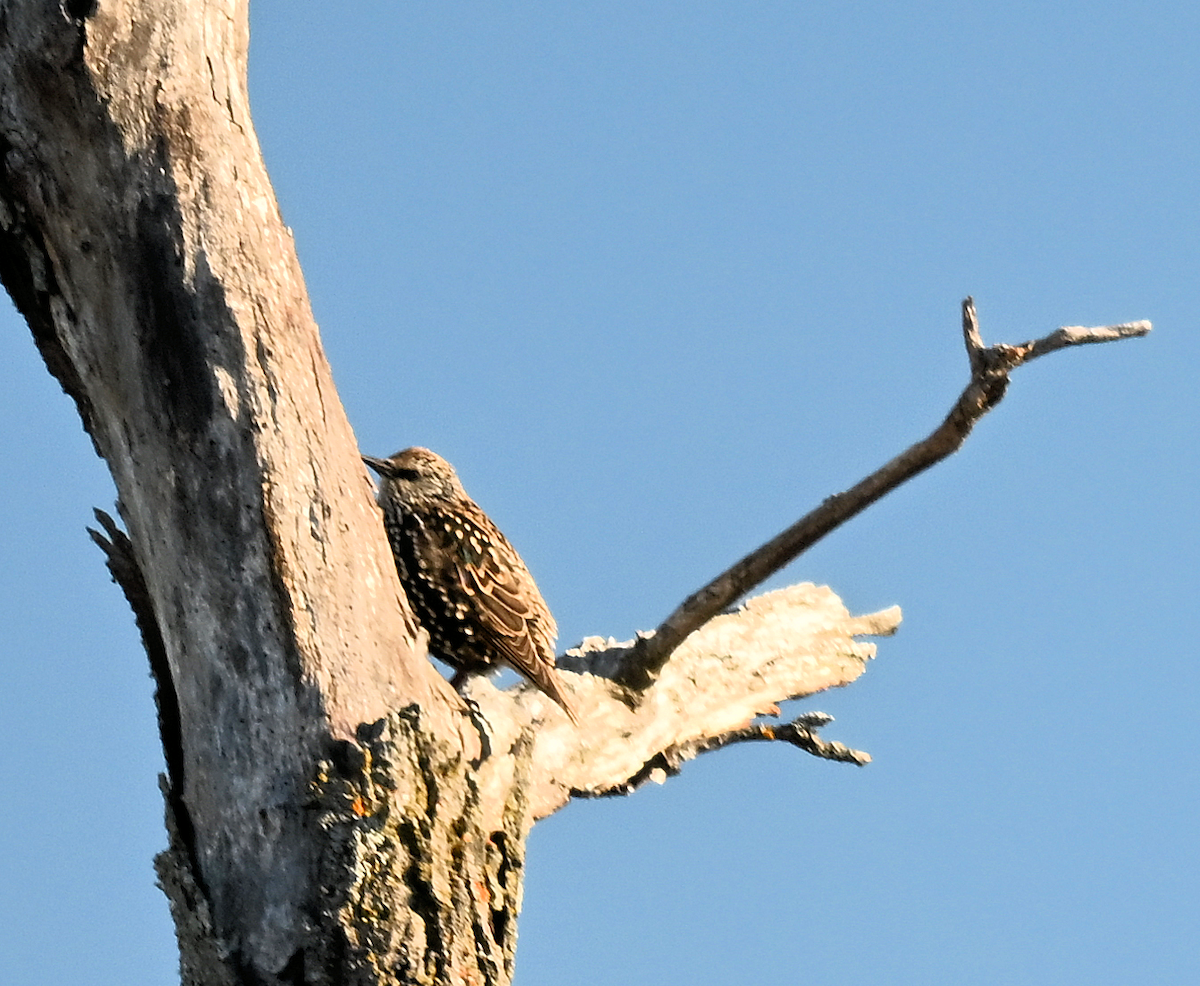 European Starling - ML643207637