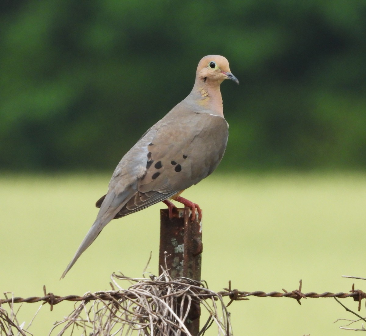 Mourning Dove - ML643207638