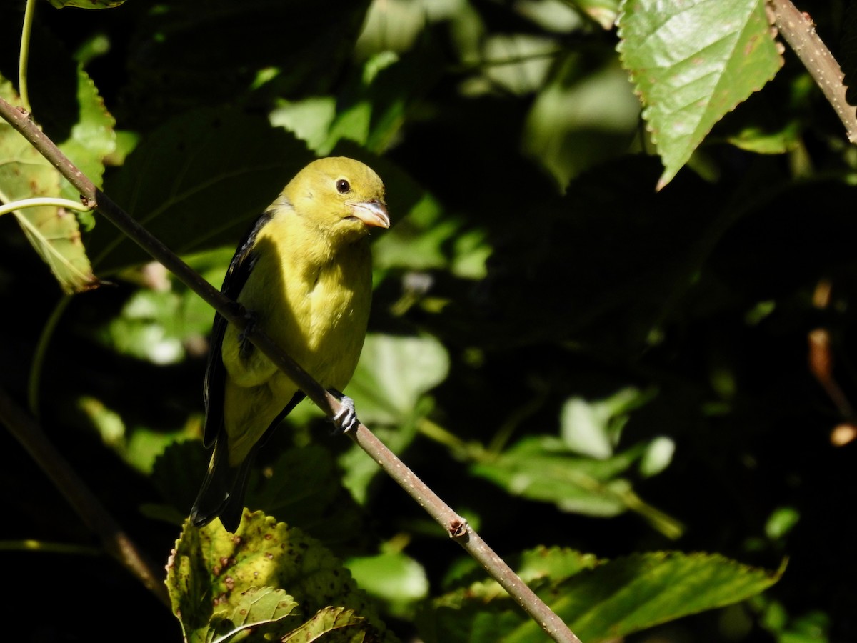 Scarlet Tanager - ML643207645