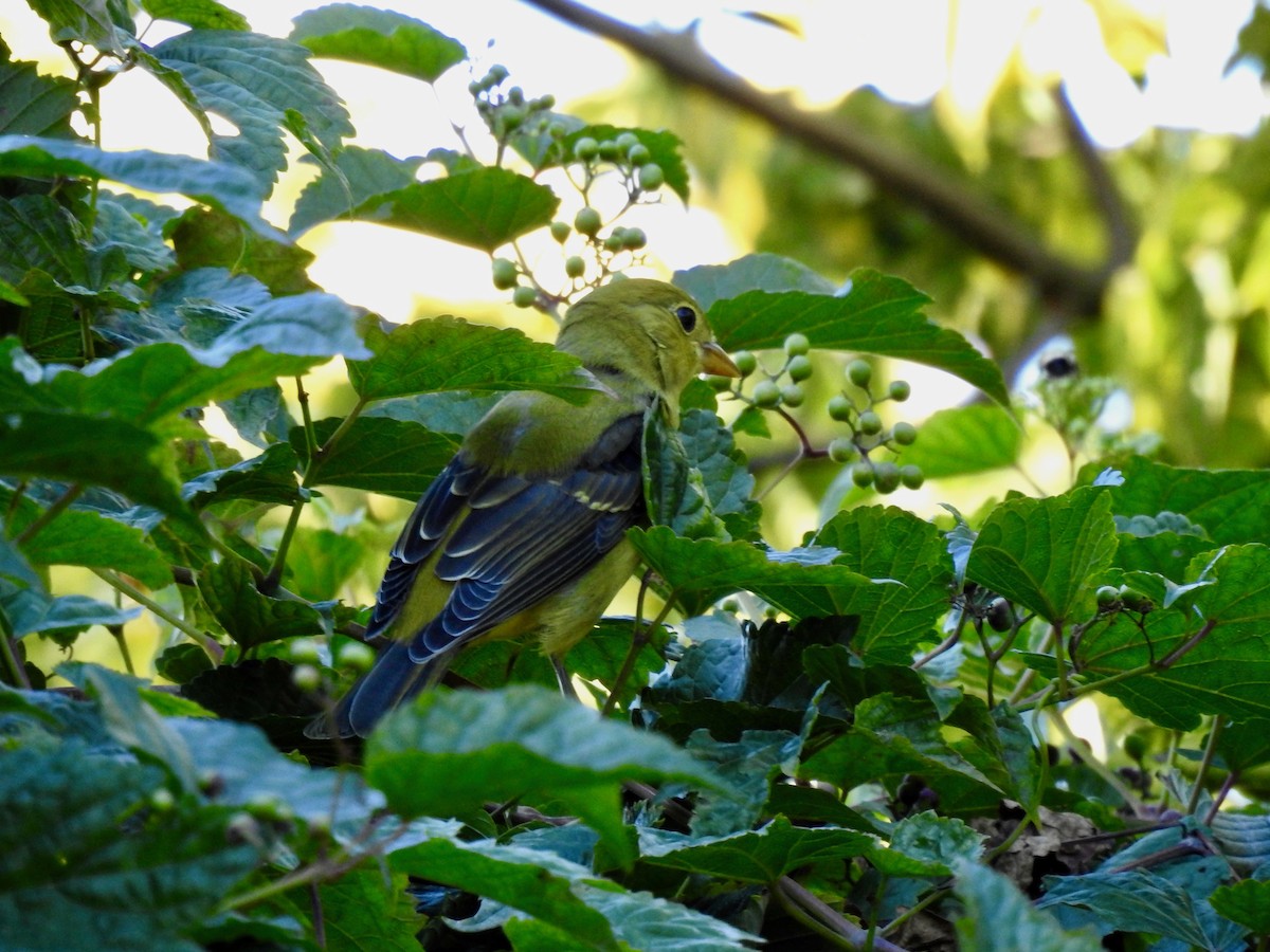 Scarlet Tanager - ML643207646