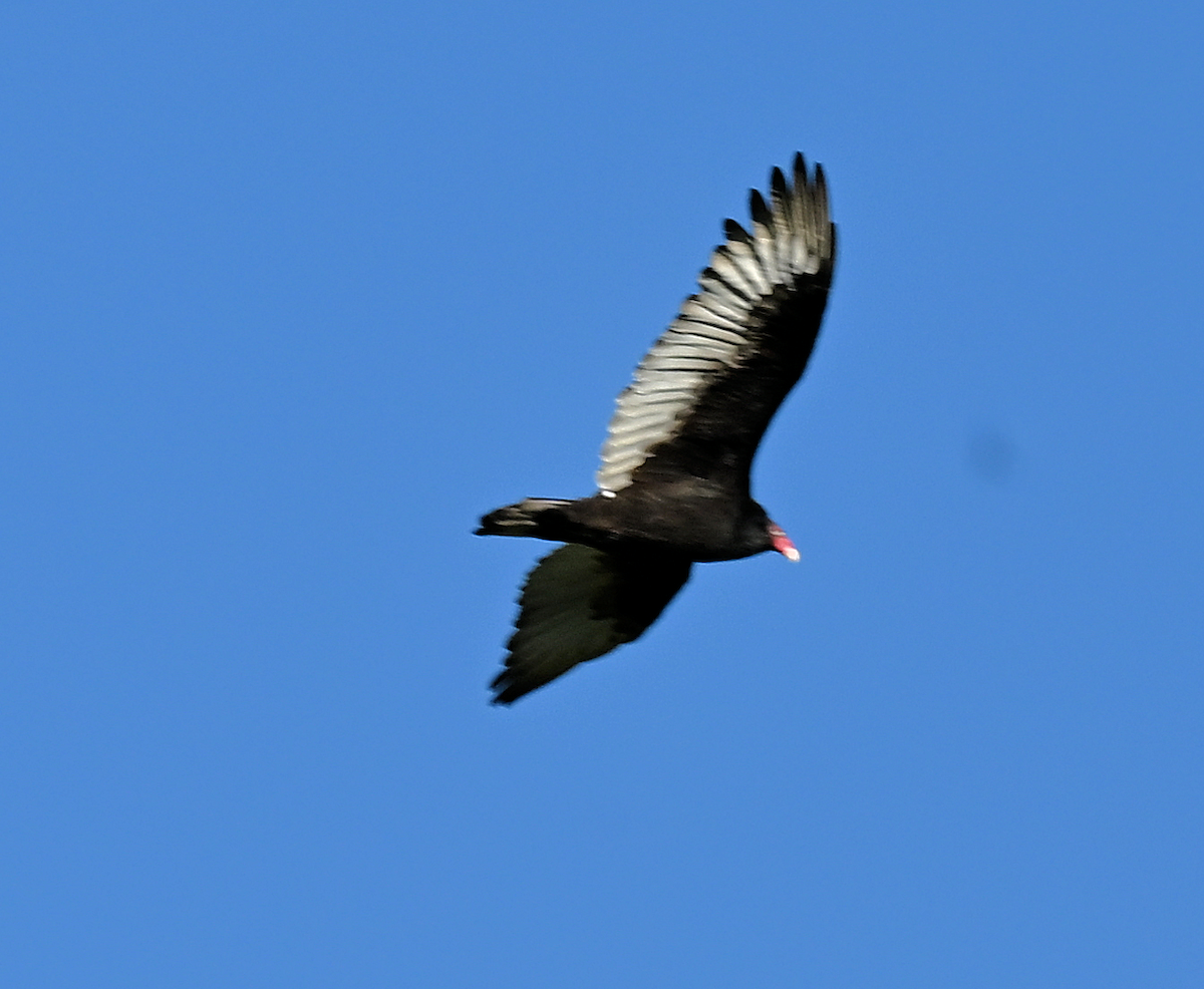 Turkey Vulture - ML643207650