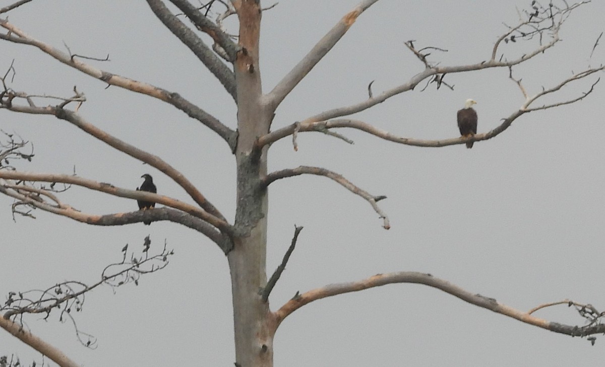 Bald Eagle - ML643207656