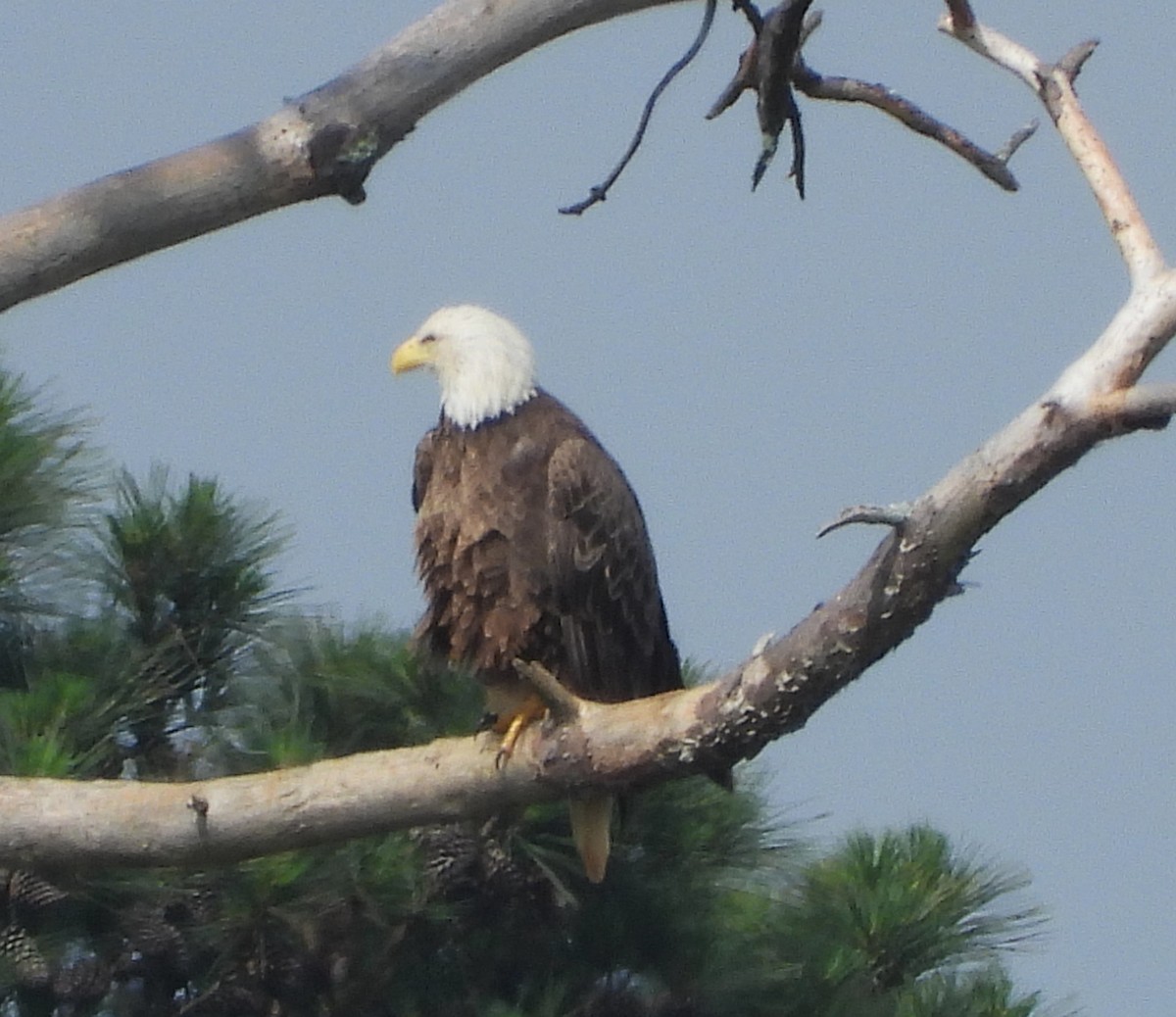 Bald Eagle - ML643207657