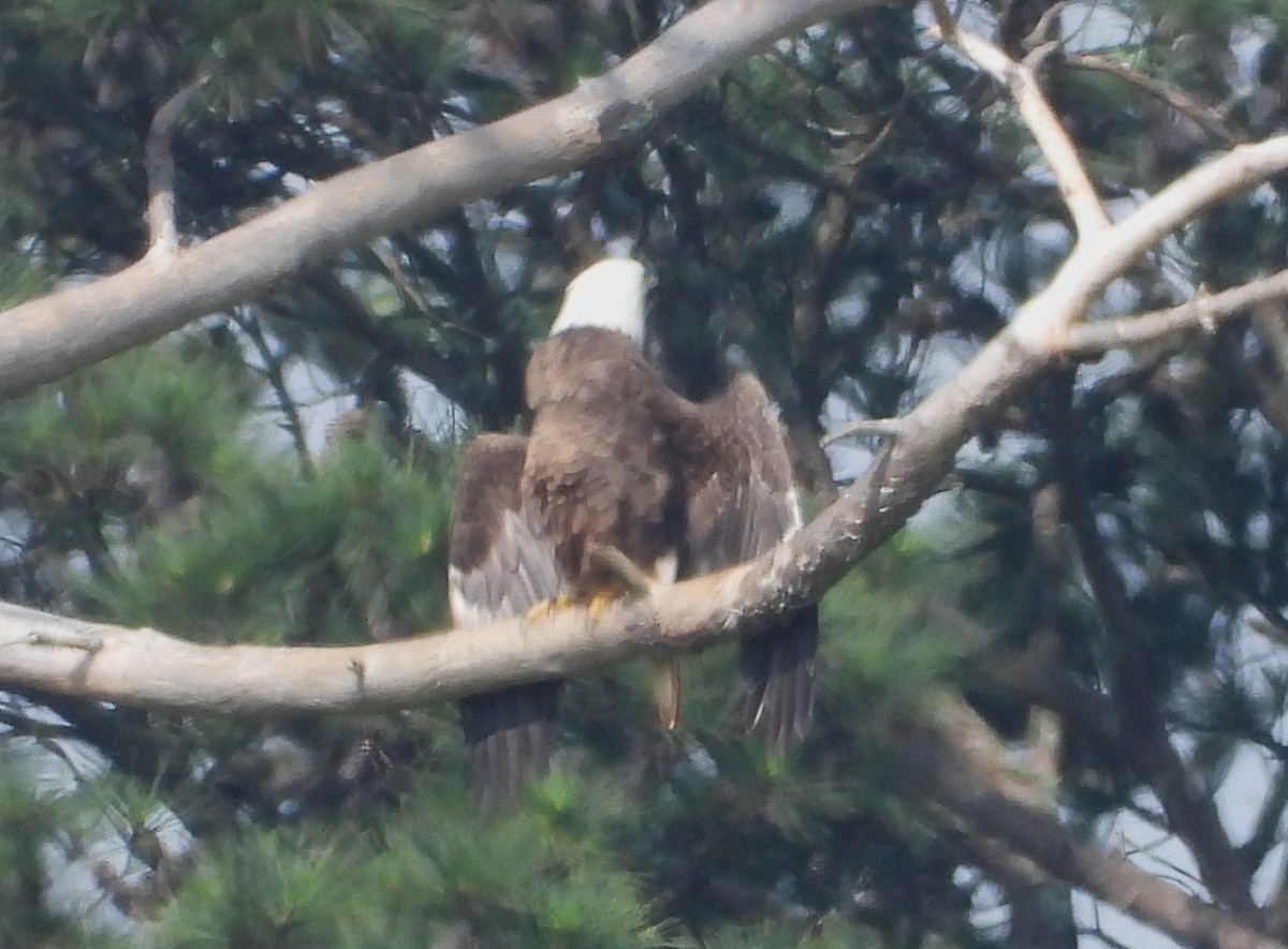 Bald Eagle - ML643207658